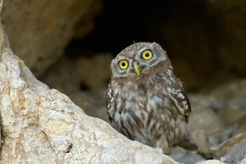 the little owl in natural habitat (Athene noctua)