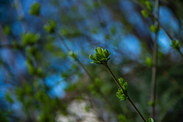buds with fresh leaves bloom in spring, the awakening of nature, buds on trees with young leaves