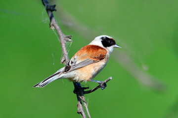 penduline tit in natural habitat (remiz pendulinus)