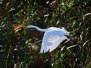 The great egret (Ardea alba), also known as the common egret or great white heron fishing in the blooming lagoon