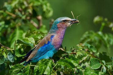 The lilac-breasted roller (Coracias caudatus) sitting on the branch.Lilac colored bird with green background.A typical African bird predator sitting on a thin branch
