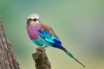 The lilac-breasted roller (Coracias caudatus) sitting on the branch.Lilac colored bird with green...