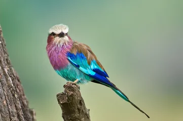  The lilac-breasted roller (Coracias caudatus) sitting on the branch.Lilac colored bird with green background.A typical African bird predator sitting on a thin branch © bereta