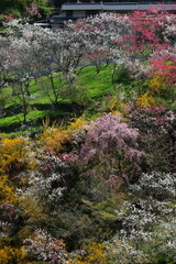 斜面を飾る色とりどりの花々　上久喜　（高知県　仁淀川町）