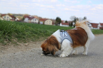 Kleiner Hund auf der Suche, Spürnase, Suchhund, Schnuffeln, Tibetan Spaniel, Tibetan Spaniel