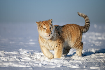 A tiger cub enjoys fresh snow.