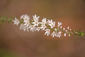 white and pink flower - Epacris Pulchella - Australian native