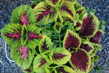 北海道の植物の写真の一年