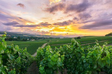 Row vine grape in champagne vineyards at montagne de reims - obrazy, fototapety, plakaty