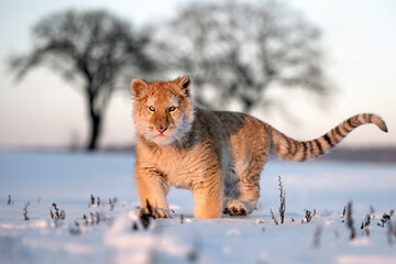 A tiger cub enjoys fresh snow.