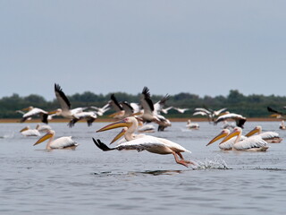 Fototapeta na wymiar pelicans in the Danube Delta, Romania (pelecanus onocrotalus)