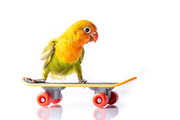 Colourful love bird chick on a skateboard on a white background