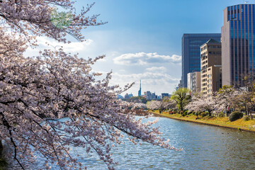 舞鶴公園の桜