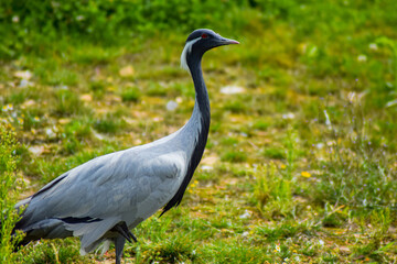 Ain, Auvergne Rhône-Alpes; September 09, 2021: a Demoiselles crane (Grus virgo) in the bird park, also called Demoiselle de Numidie, is a species of large wading birds of the Gruidae family. 
