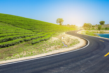 Beautiful tea plantation with street.