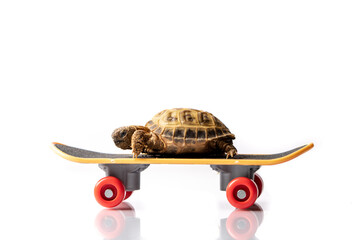 Baby tortoise turtle on a skateboard on a white background © Stephen Davies