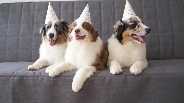 Three Small Australian merle shepherd puppy dog wearing party hat