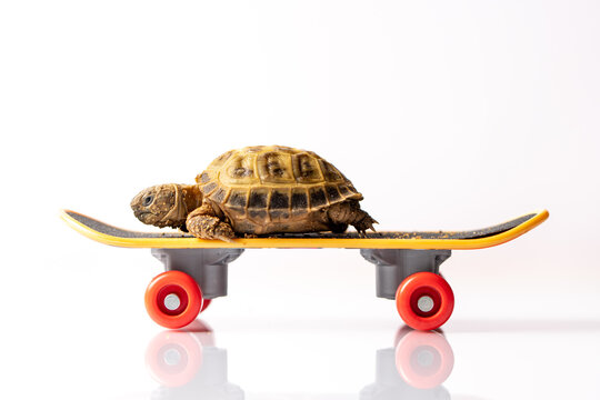 Baby tortoise turtle on a skateboard on a white background