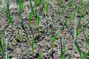 Garlic cultivation. Green young sprouts of garlic growing on the open ground at sunny day