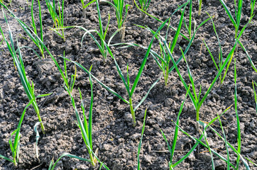 Garlic cultivation. Green young sprouts of garlic growing on the open ground at sunny day