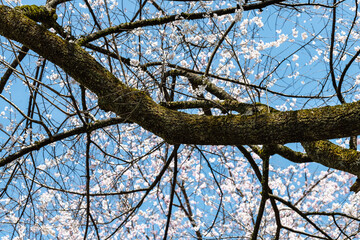 林業試験場樹木公園の江戸彼岸