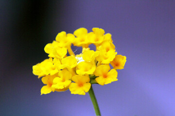 yellow and blue irises