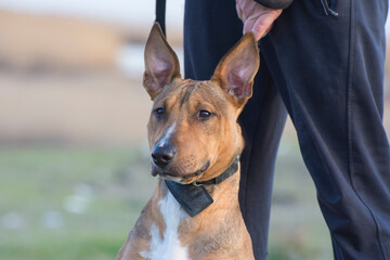 Training of a young bull terrier. Portrait of a dog. Front view.