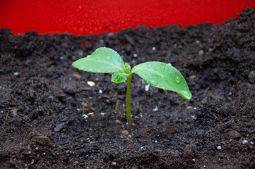 Close-up of small shiny leaves. Cucumber sprout