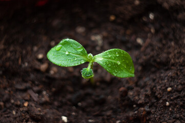 Close-up of small shiny leaves. Cucumber sprout