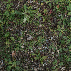 Square texture of forest ground