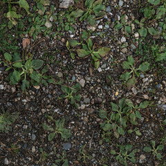 Square texture of forest ground