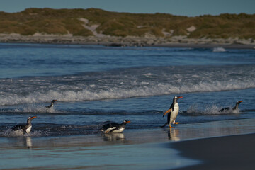 Gentoo Penguins (Pygoscelis papua) coming ashore after feeding at sea on Sea Lion Island in the...