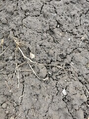 Spring earth dried with cracked branches of stone crumb