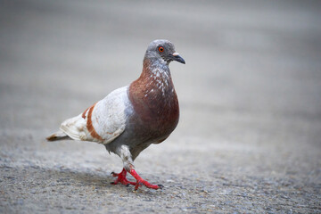 brown pigeon walking on road background with copy space    