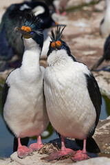 Pair of Imperial Shag (Phalacrocorax atriceps albiventer) during breeding season on Sea Lion Island in the Falkland Islands