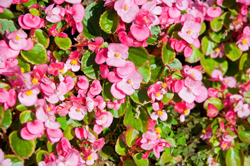 Balmy Geranium flower