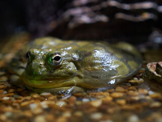 African bullfrog in fish tank aquarium background             