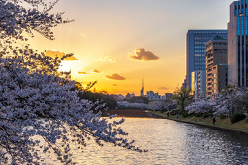 舞鶴公園の桜