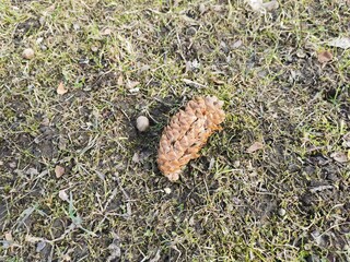 spruce bump on the grass early spring dry grass