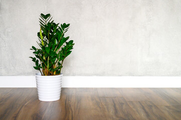 green plant zamioculcas zamiifolia in a white flower pot on a brown wooden floor against a gray concrete wall. minimal interior of a room at home or yoga studio. space for text