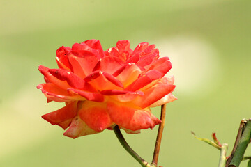 single orange rose