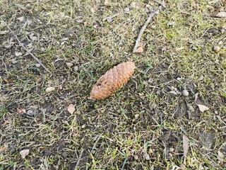 spruce bump on the grass early spring dry grass