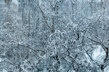 View from the window to the branches of trees after a snowfall. Background, panorama.