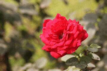 red rose flower