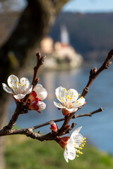 Marillenblüte in der Wachau, Dürnstein, Österreich