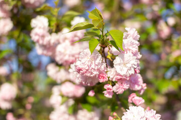 Blooming sakura close-up. Pink lush spring flowers on a branch.