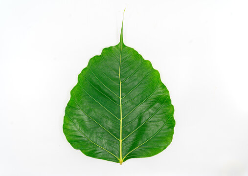 Isolated beautiful fresh green leaf or Pho leaf (bo leaf,bothi leaf) on white background. Close up to details line on Pho leaf, front side, flat image.