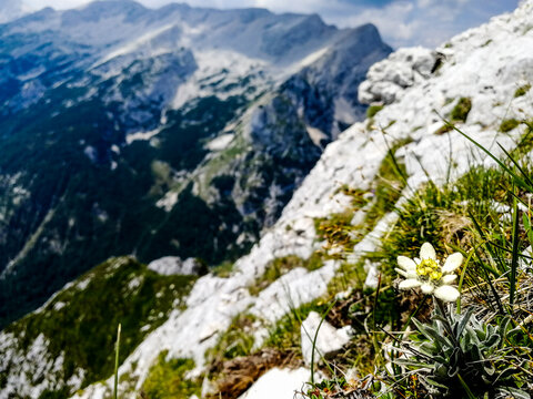 Edelweiss in Julian Alps, Slovenia
