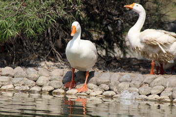 Obraz premium ducks on the lake