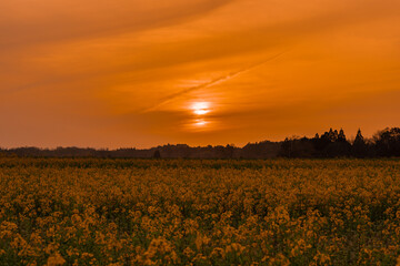 sunset in the field